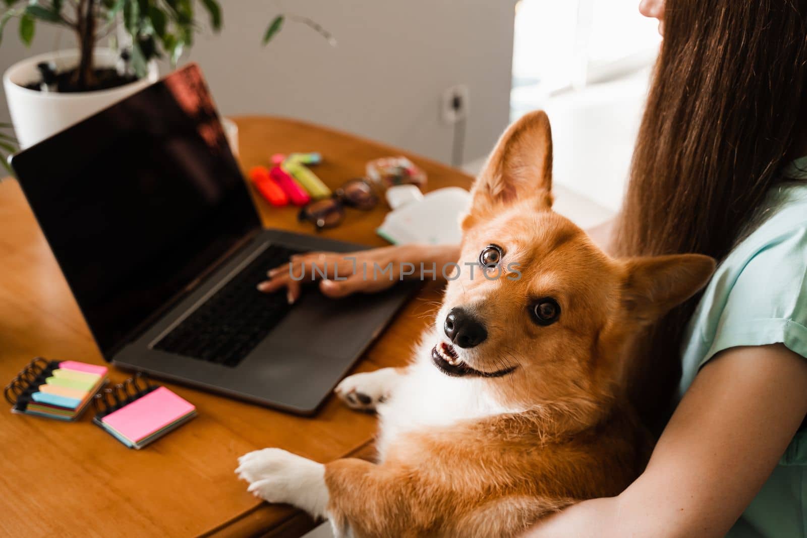 Business woman with Corgi dog working online on laptop and typing text to colleagues. Teamwork with Welsh Corgi Pembroke at home. Close-up photo of typing text on laptop. by Rabizo