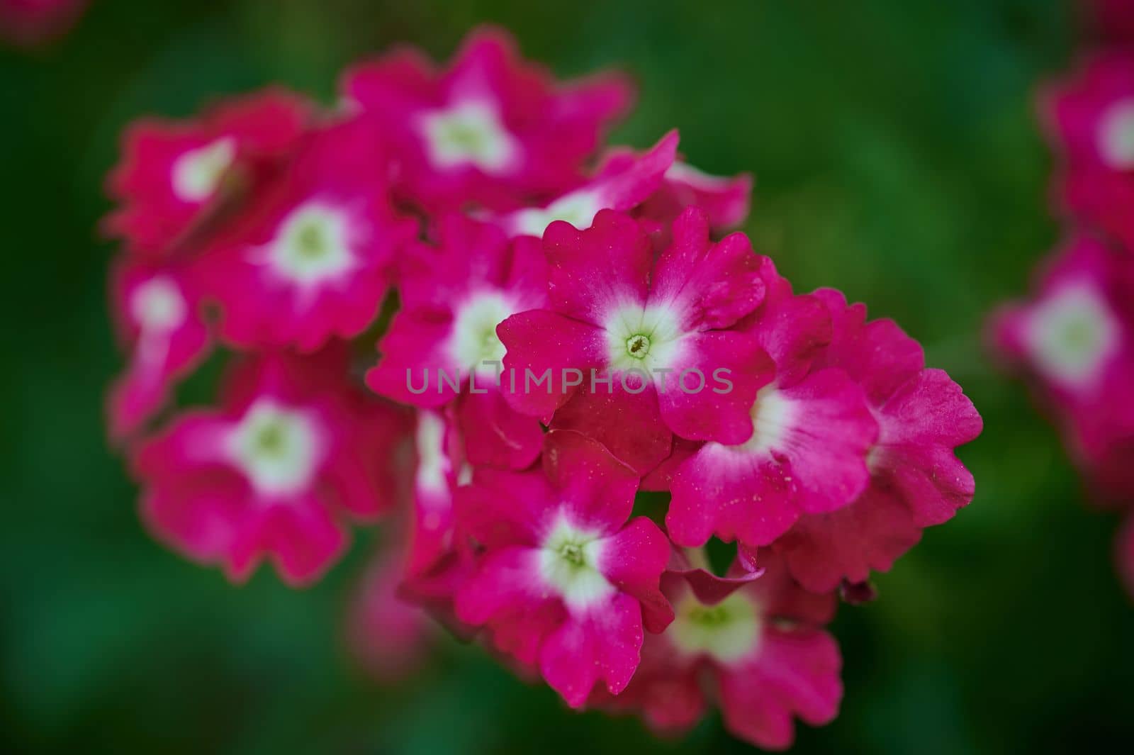 A garden flower with many small pink flowers in the sunshine with a blurred natural green background.