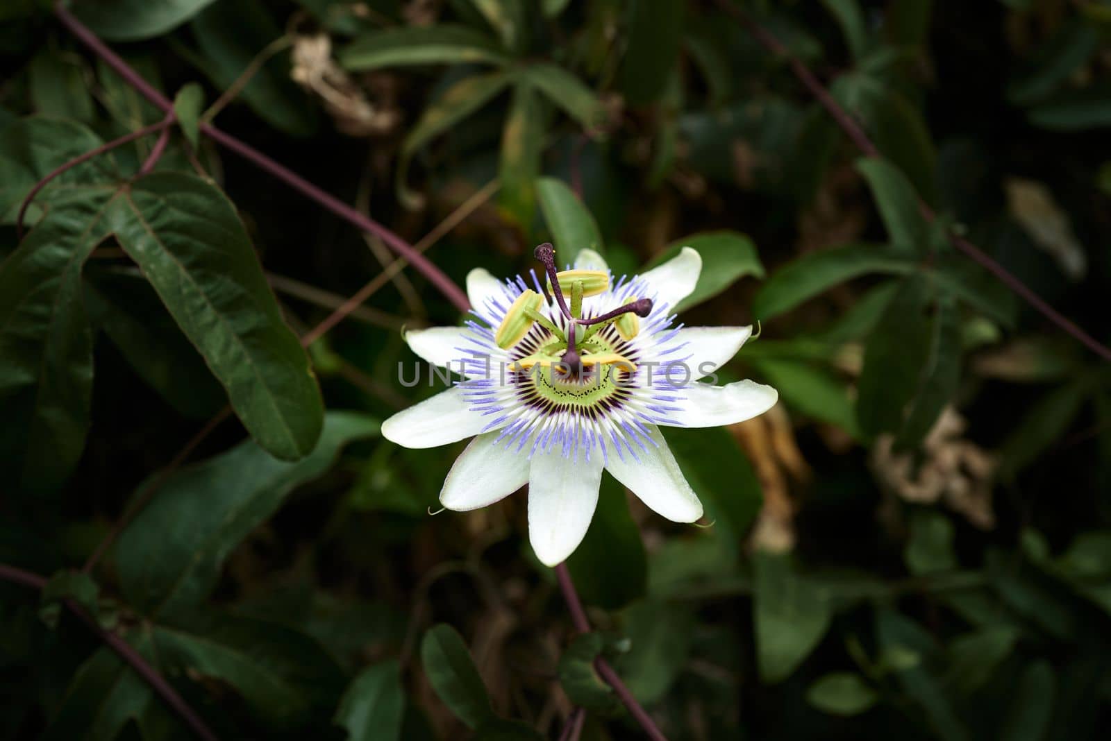 One single Blue Passiebloem flower in nature by Pammy1140