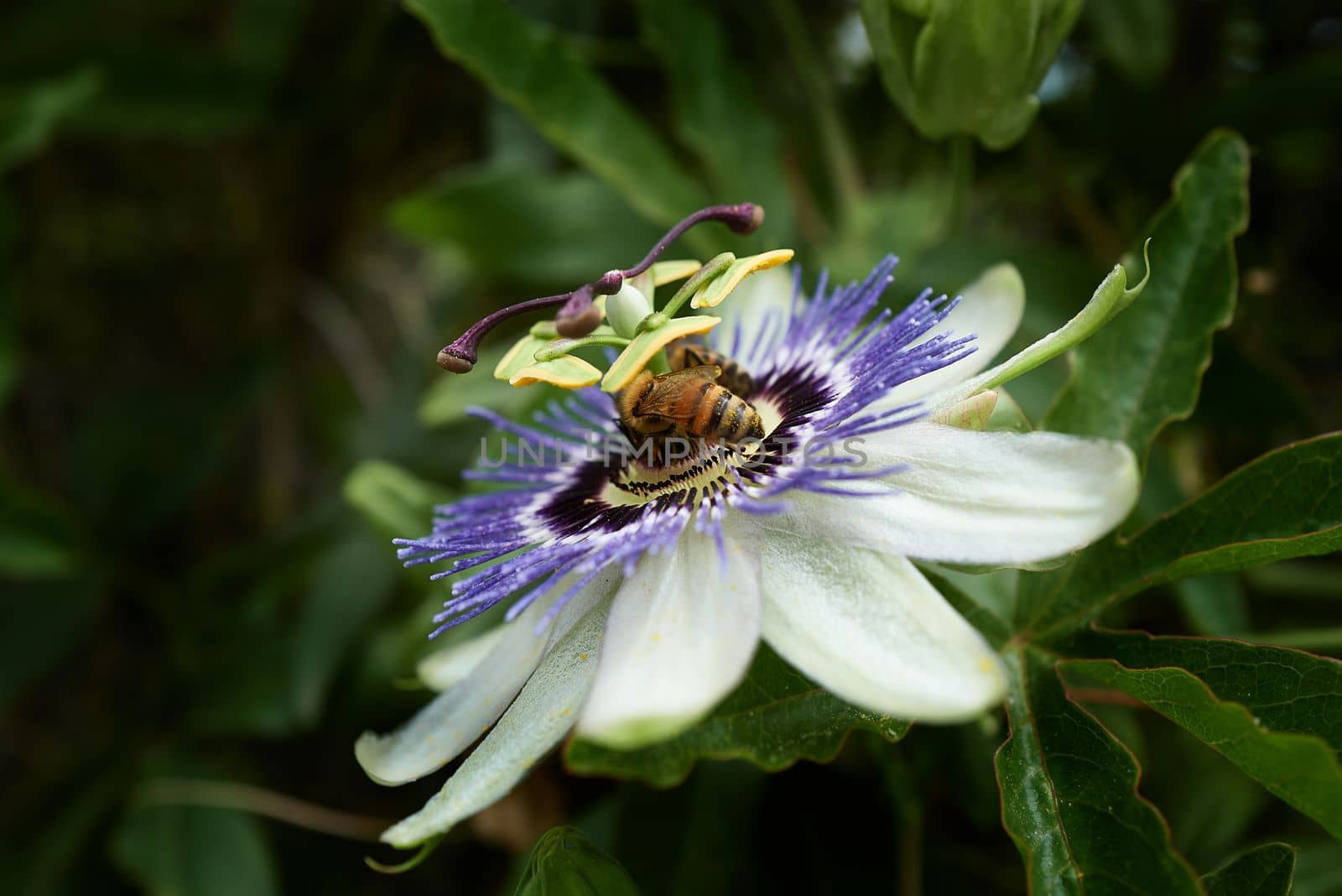 Detail of an single blue passion flower surrounded by dense green leaves which is visited by a bee.