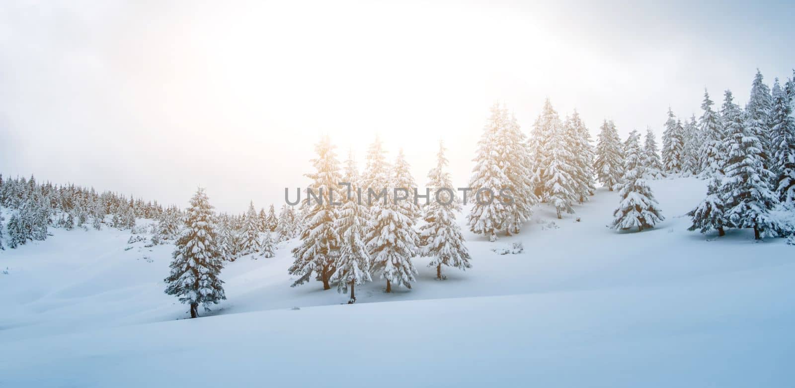 Pine trees with snow on mountain by GekaSkr