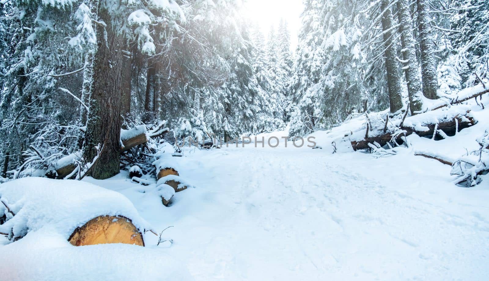 Snowy mountain road with cut trees lying on sides