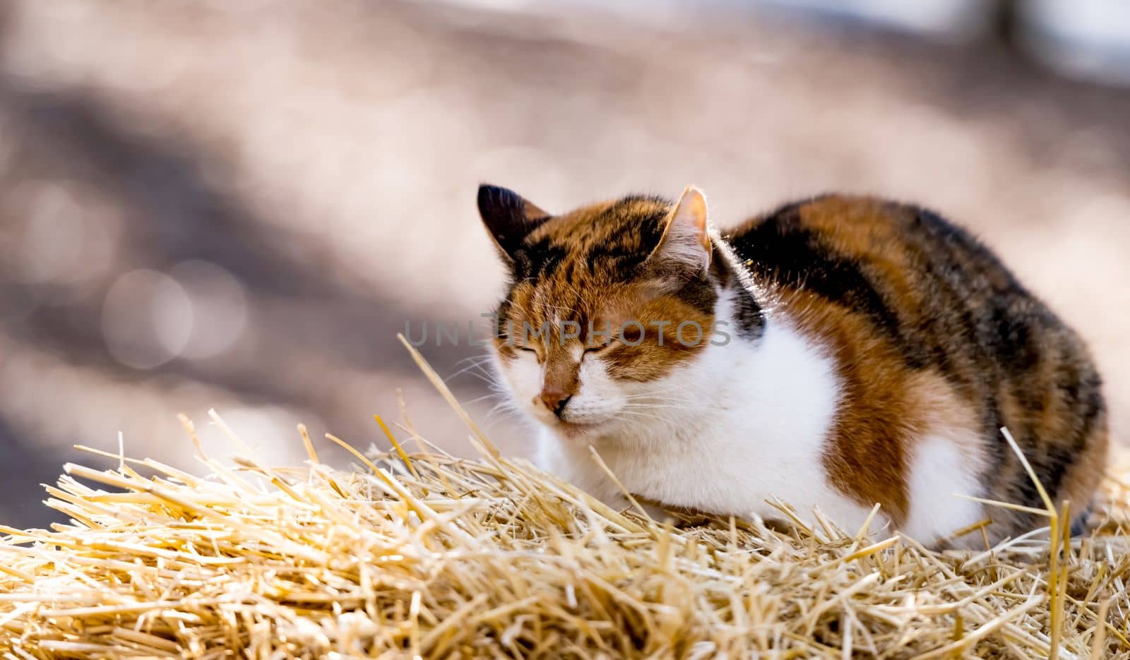 Adorable three colors cat lying on hay and sleeping on the nature
