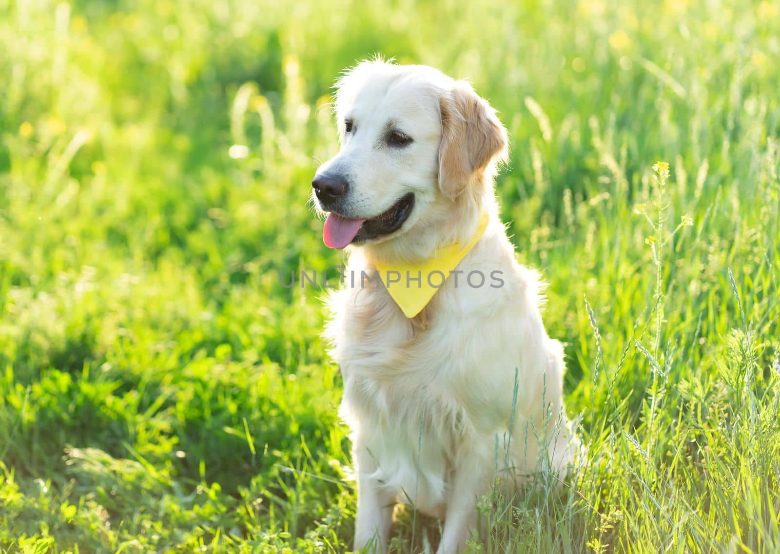 Cute dog wearing handkerchief on sunny field with flowers