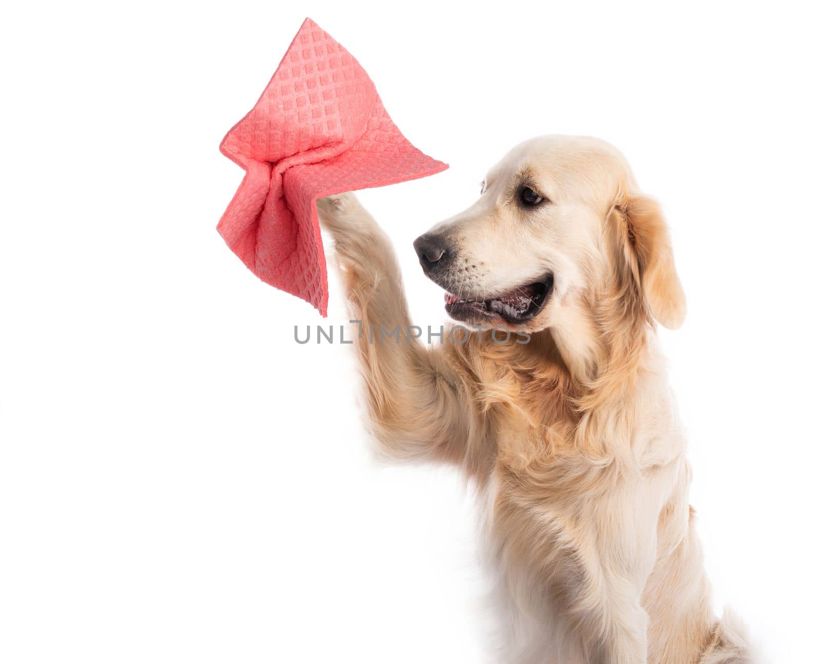 Golden retriever dog holding pink cleaning cloth isolated on white background