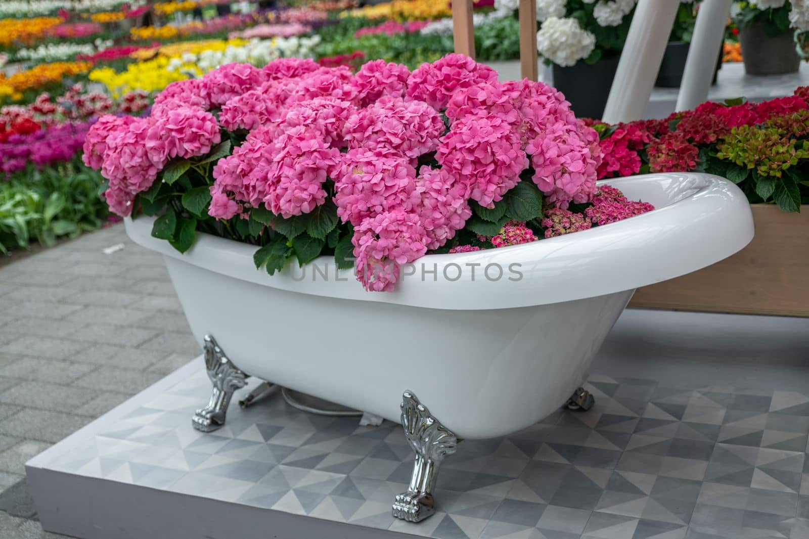 Vintage bath filled with pink hydrangea