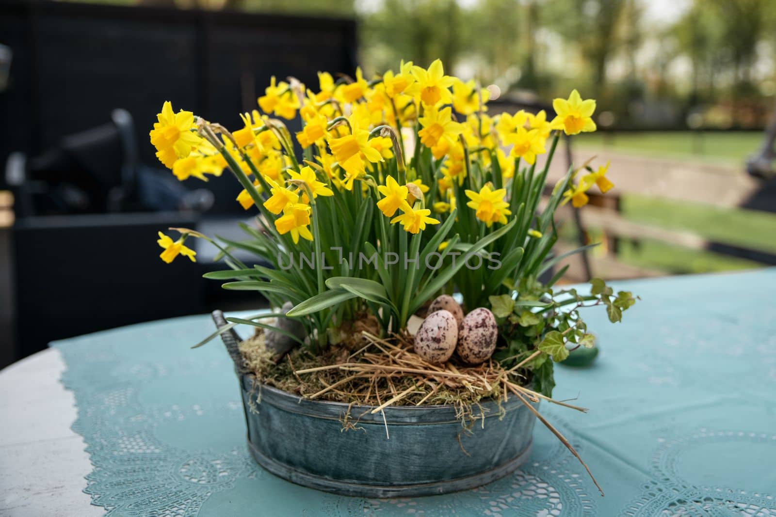 Daffodils with bulbs in a large pot with eggs for Easter