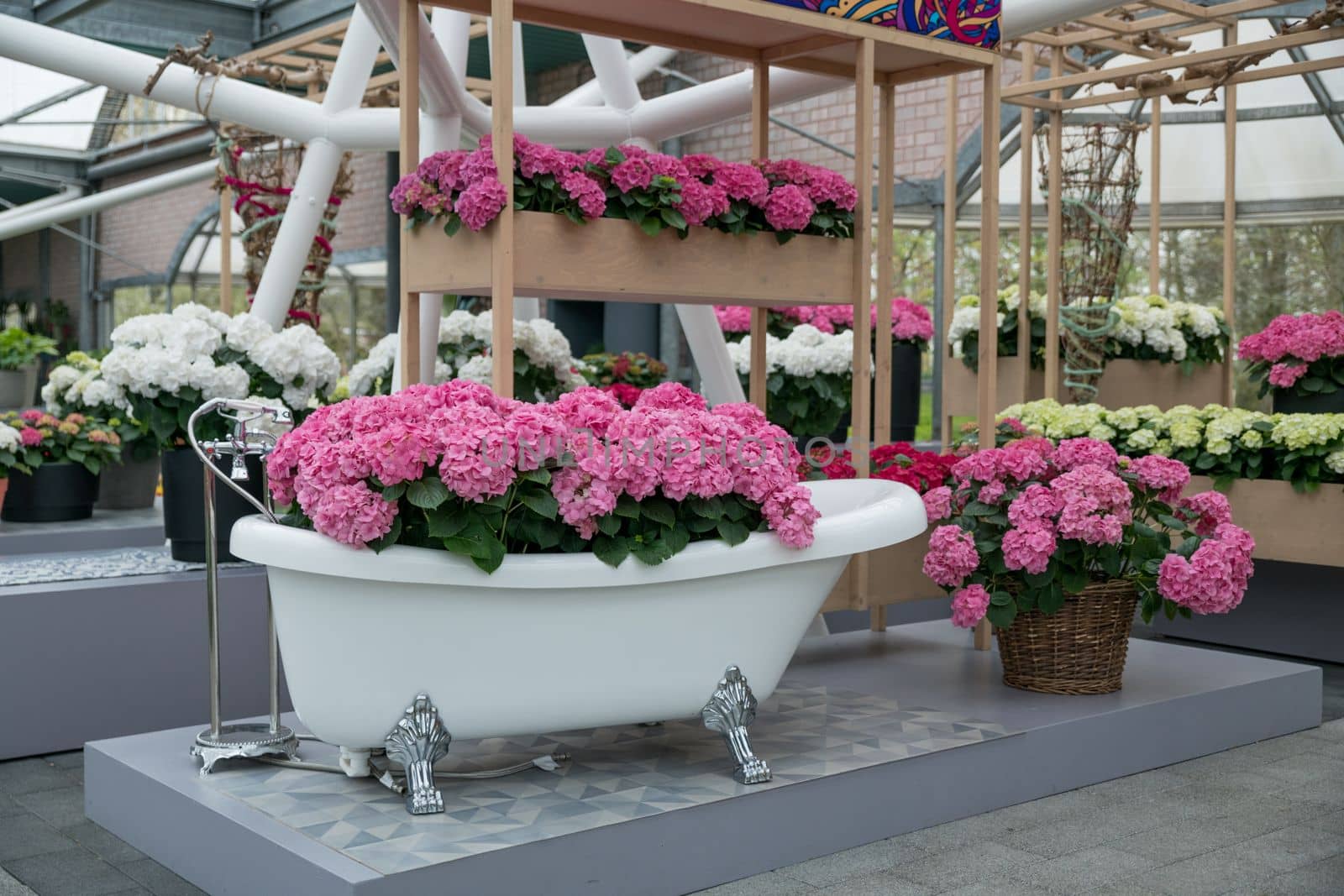 Vintage bath filled with pink hydrangea