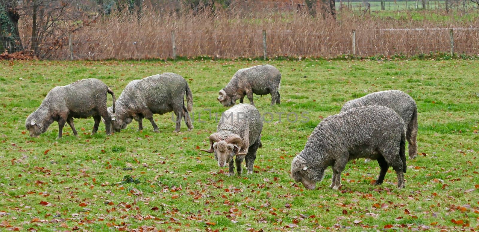 Muddy Merino sheep graze in a meadow near Croy Castle, North Brabant, Netherlands