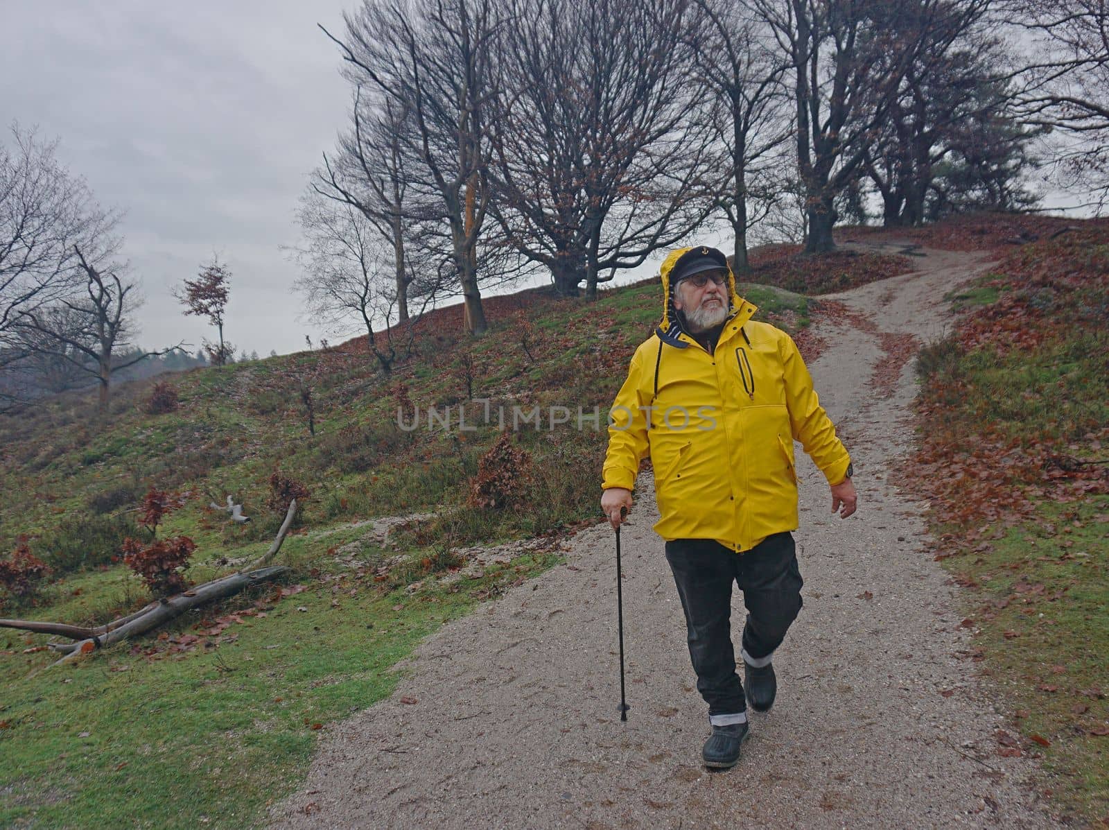 An elderly man goes downhill in a moorland on a rainy day. He wears a yellow raincoat over his clothes. The heath area is a well-known one in the Netherlands: the Posbank