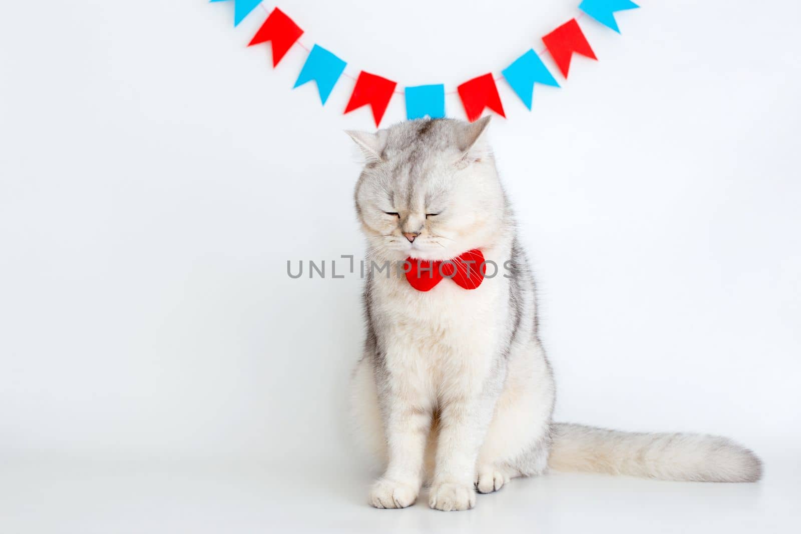 A frustrated white cat in a red bow tie sits with closed eyes on a white background under different garlands of flags. copy space