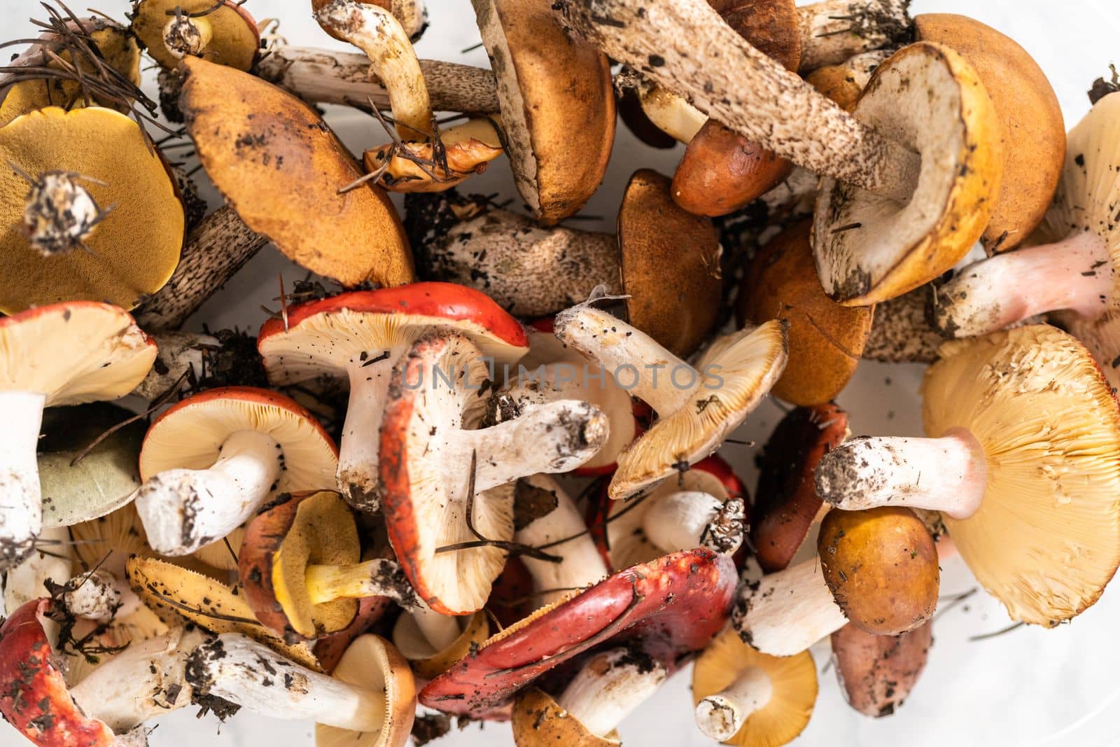 Variety wild edible mushrooms from the Colorado mountains.