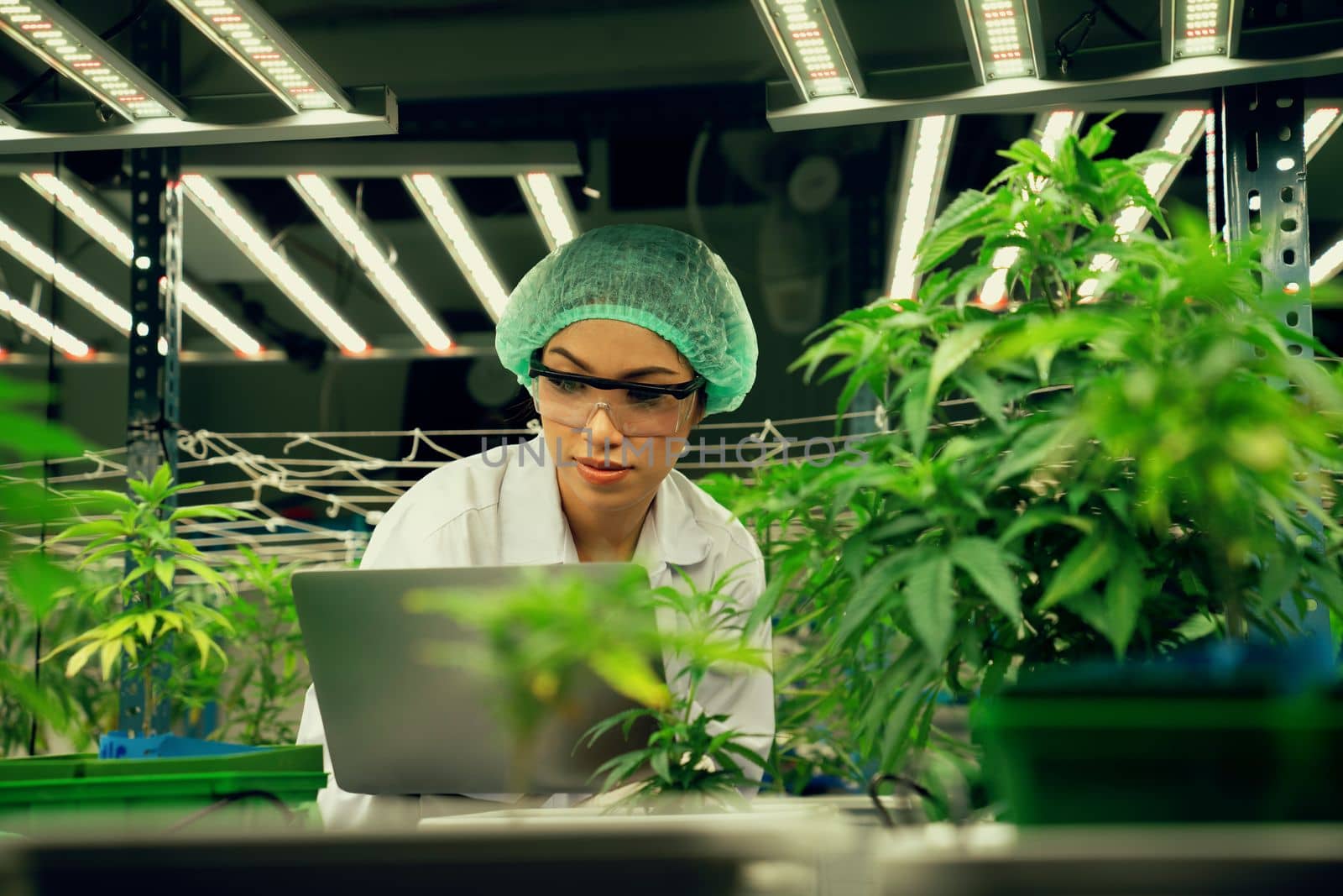 Female scientist wearing disposal cap holding her laptop and inspecting gratifying cannabis plants in curative indoor cannabis farm. Concept of cannabis product for medical purpose in grow facilities.