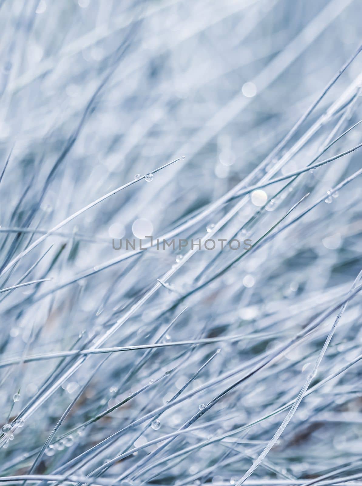 Blue white background of ornamental grass Festuca glauca with water drops. Soft focus
