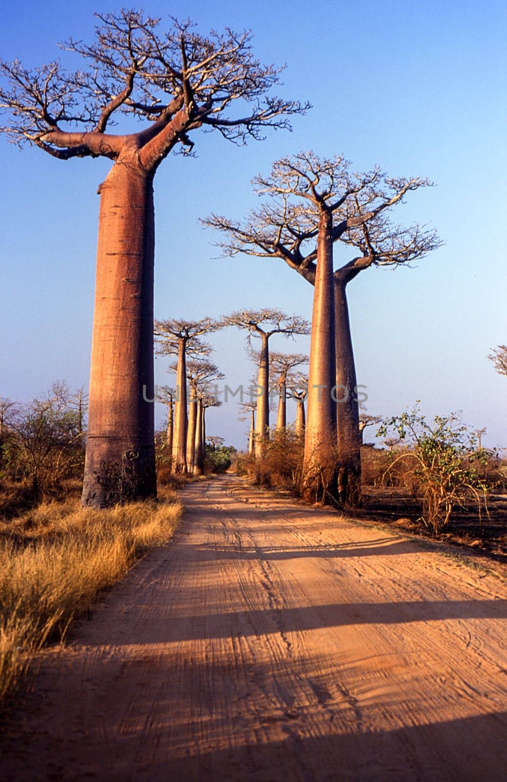 Giant Baobab in Avenue du Baobab, Morondava, Madagascar, Africa