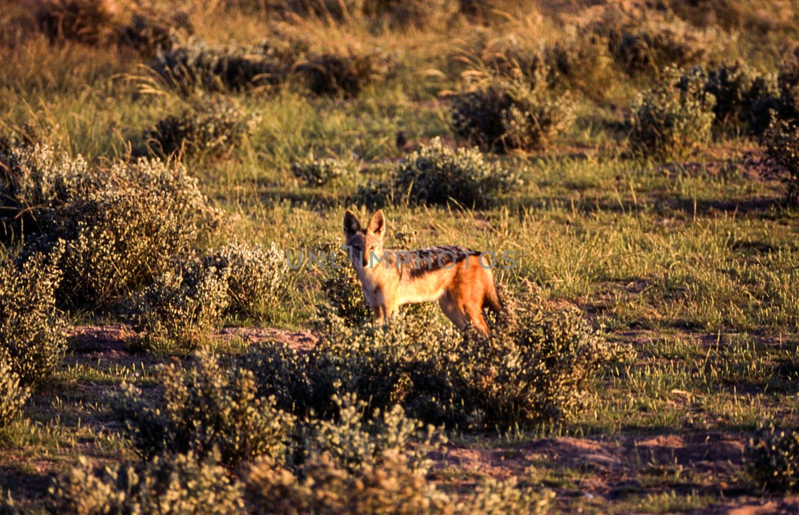 Black Backed Jakal (Canis mesomelas), Central Kalahari Game Reserve, Ghanzi, Botswana, Africa