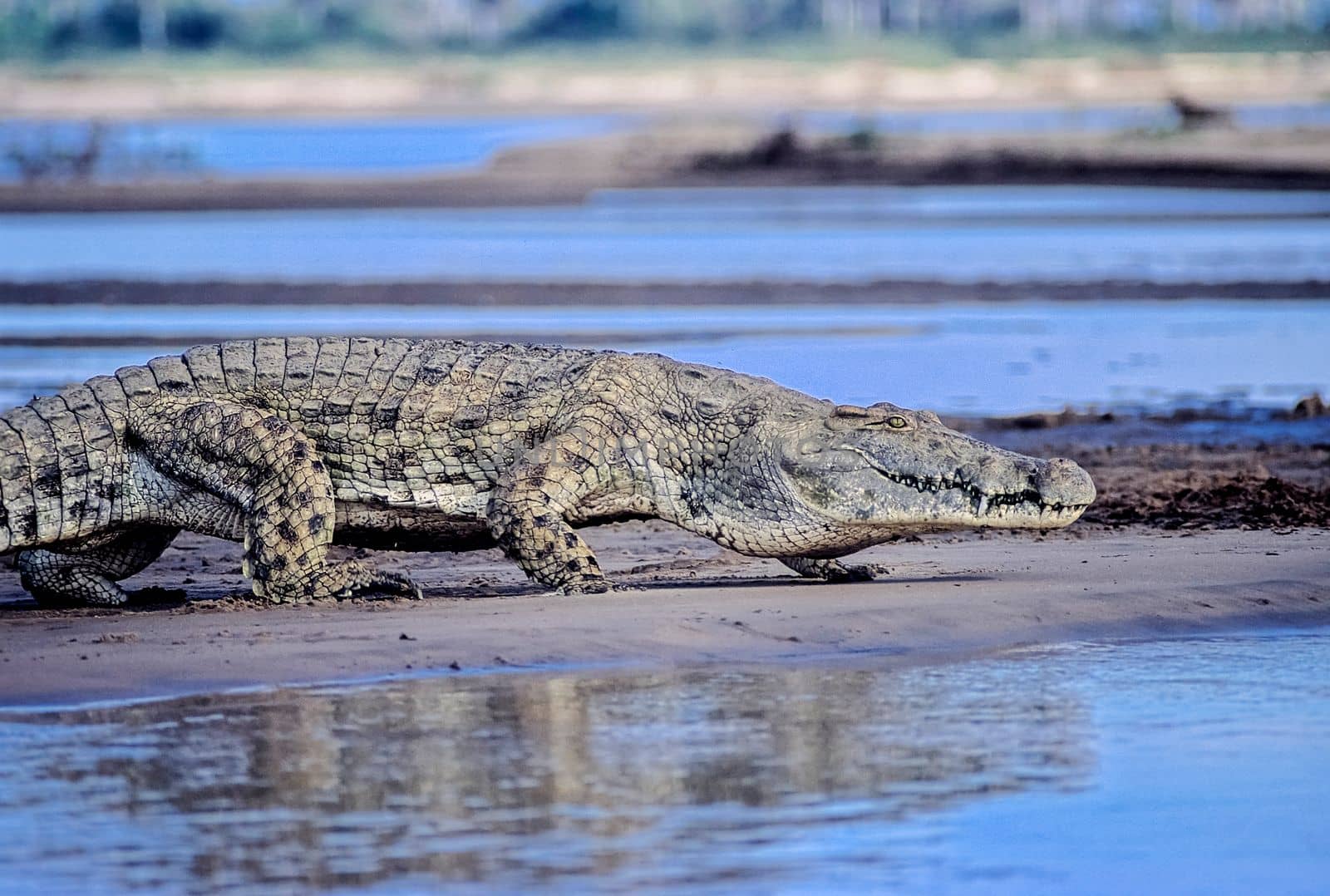 Nile Crocodile (Crocodylus niloticus), Selous Game Reserve, Morogoro, Tanzania, Africa