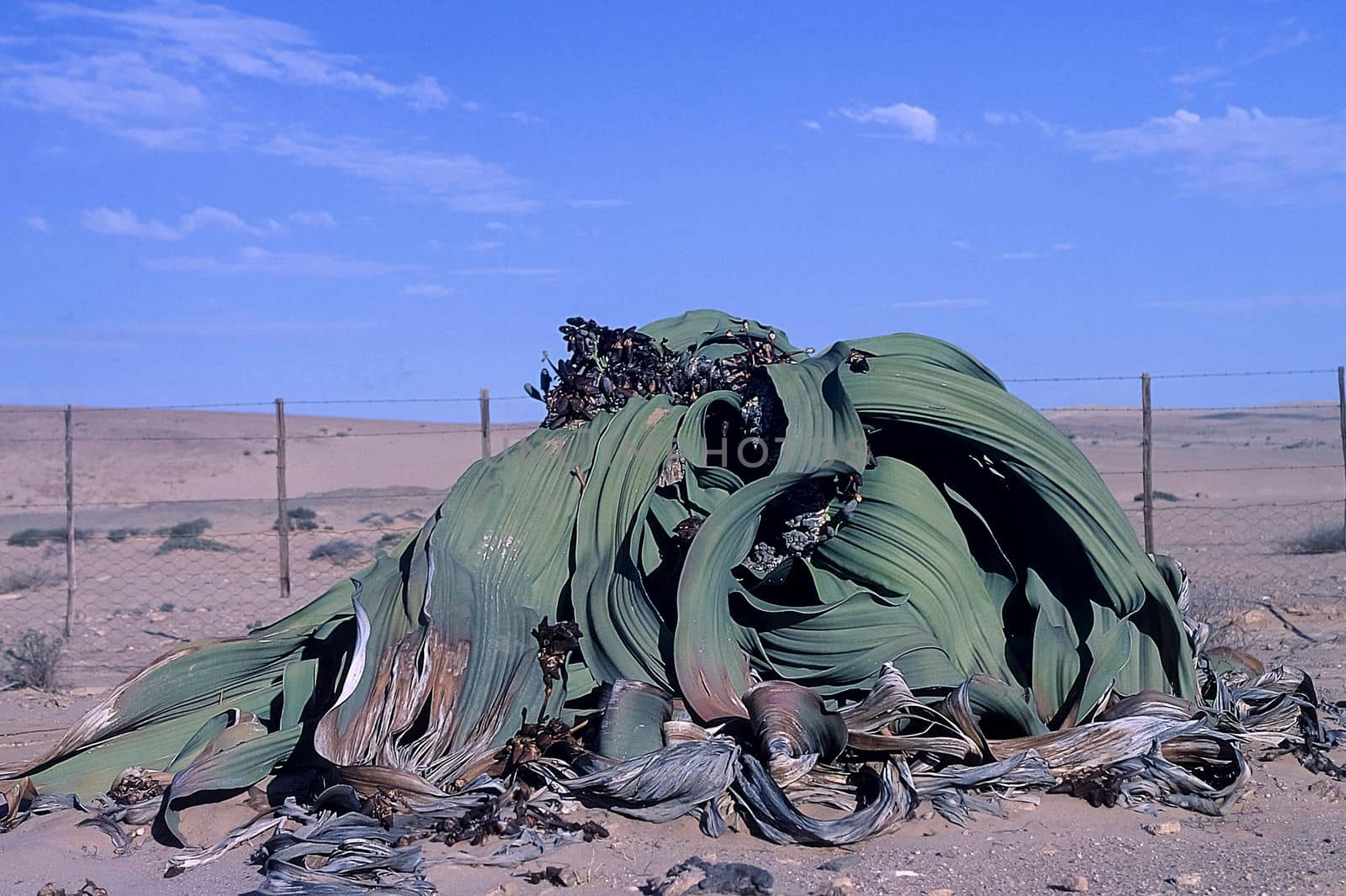 Africa, Namibia, Erongo, Namib Naukluft Park, Welwitschia Mirabilis