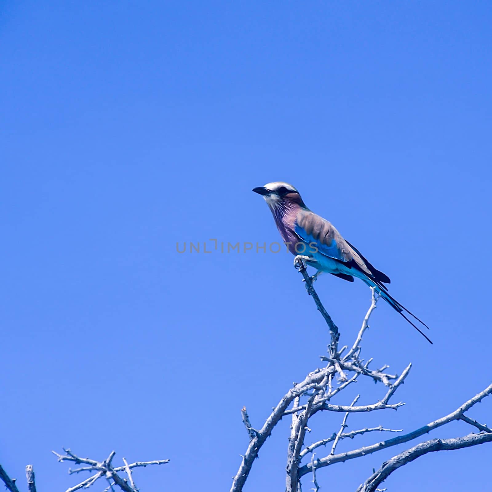 Lilacbreasted Roller, (Coracias caudata), Africa, Namibia, Oshikoto, Etosha National Park