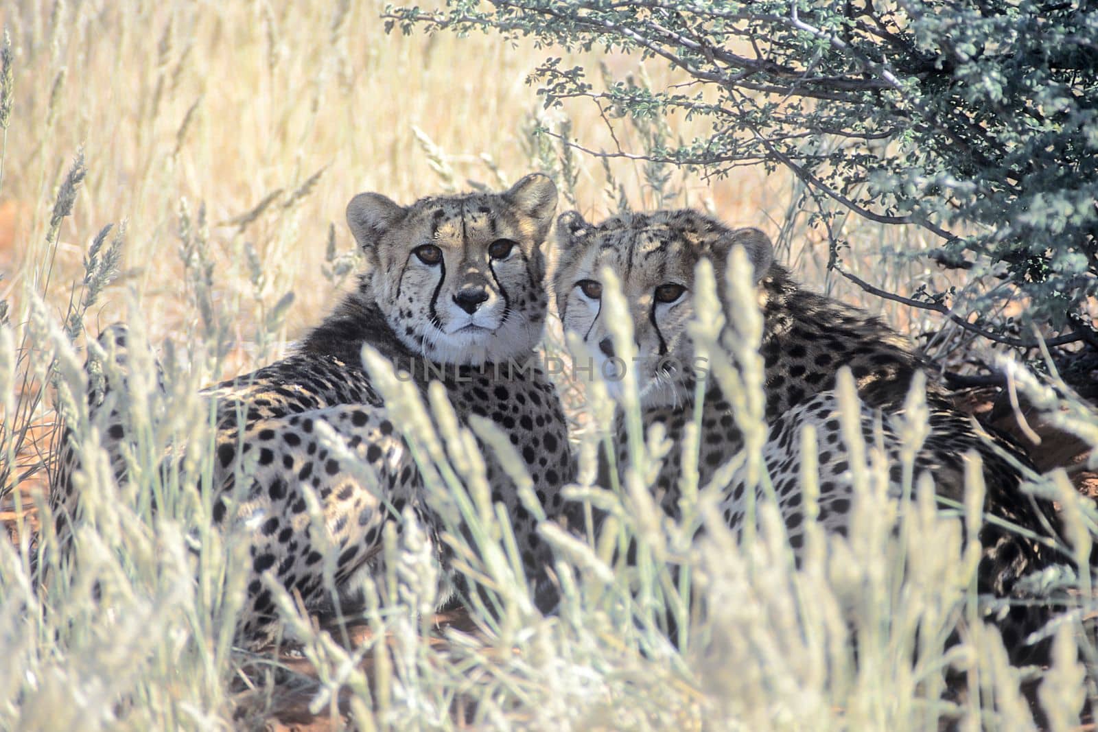 Cheetah (Acinonyx jubatus), Africa, Namibia, Hardap, Kalahari