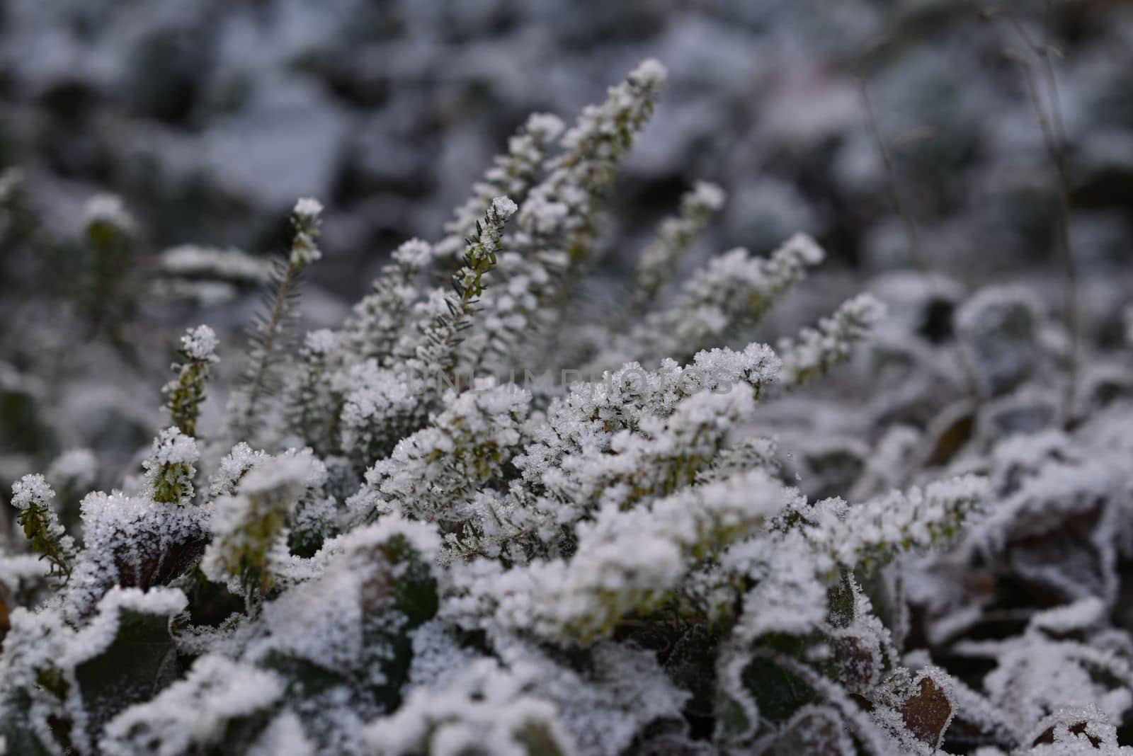 green plant outside with hoarfrost as a close-up