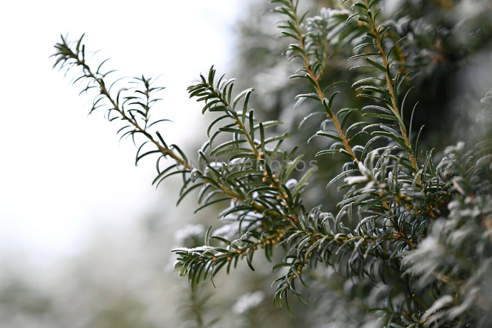 Yew branch with hoarfrost against a blurred background as a close-up