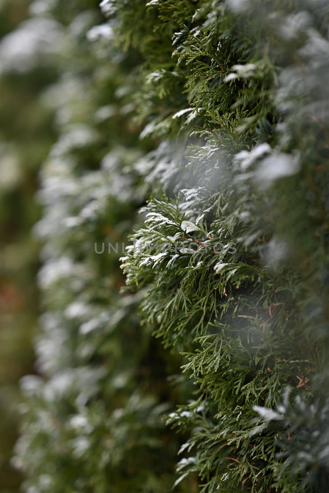 thuja hedge with hoarfrost as a close-up