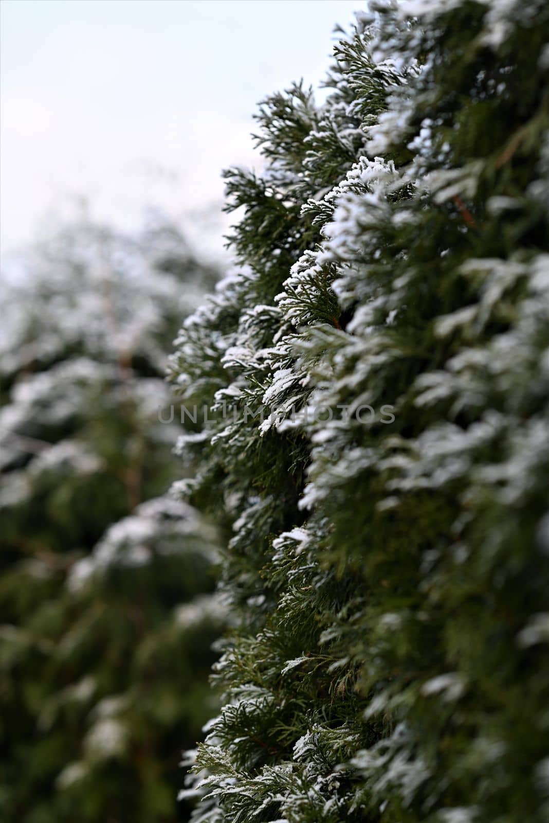 Thuja hedge with hoarfrost as a close up by Luise123