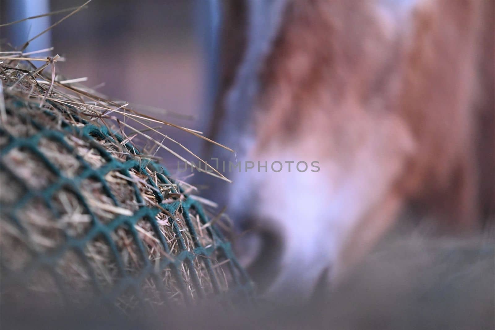 Hay under a green hay net besides the mouth of a horse by Luise123