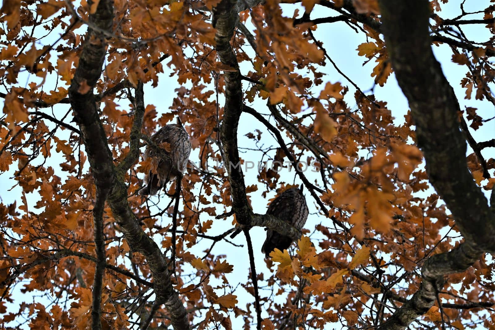 Two long eared owls in an oak tree by Luise123