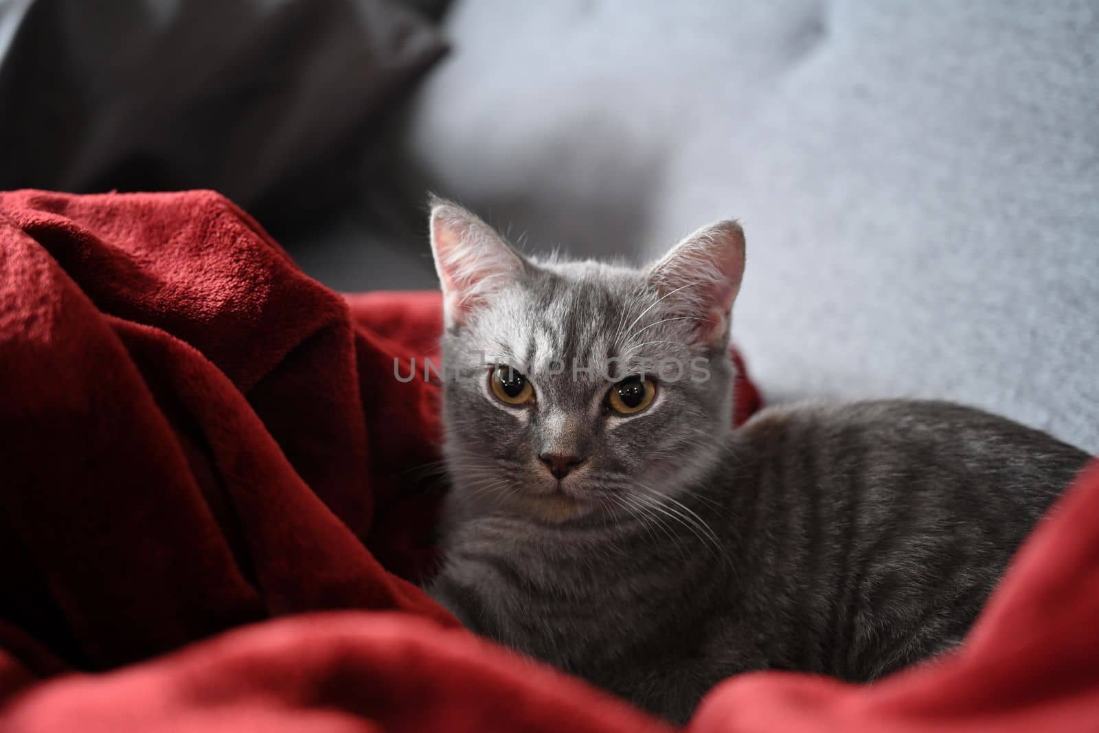 A lovely cat lying on comfortable sofa and looking at camera.