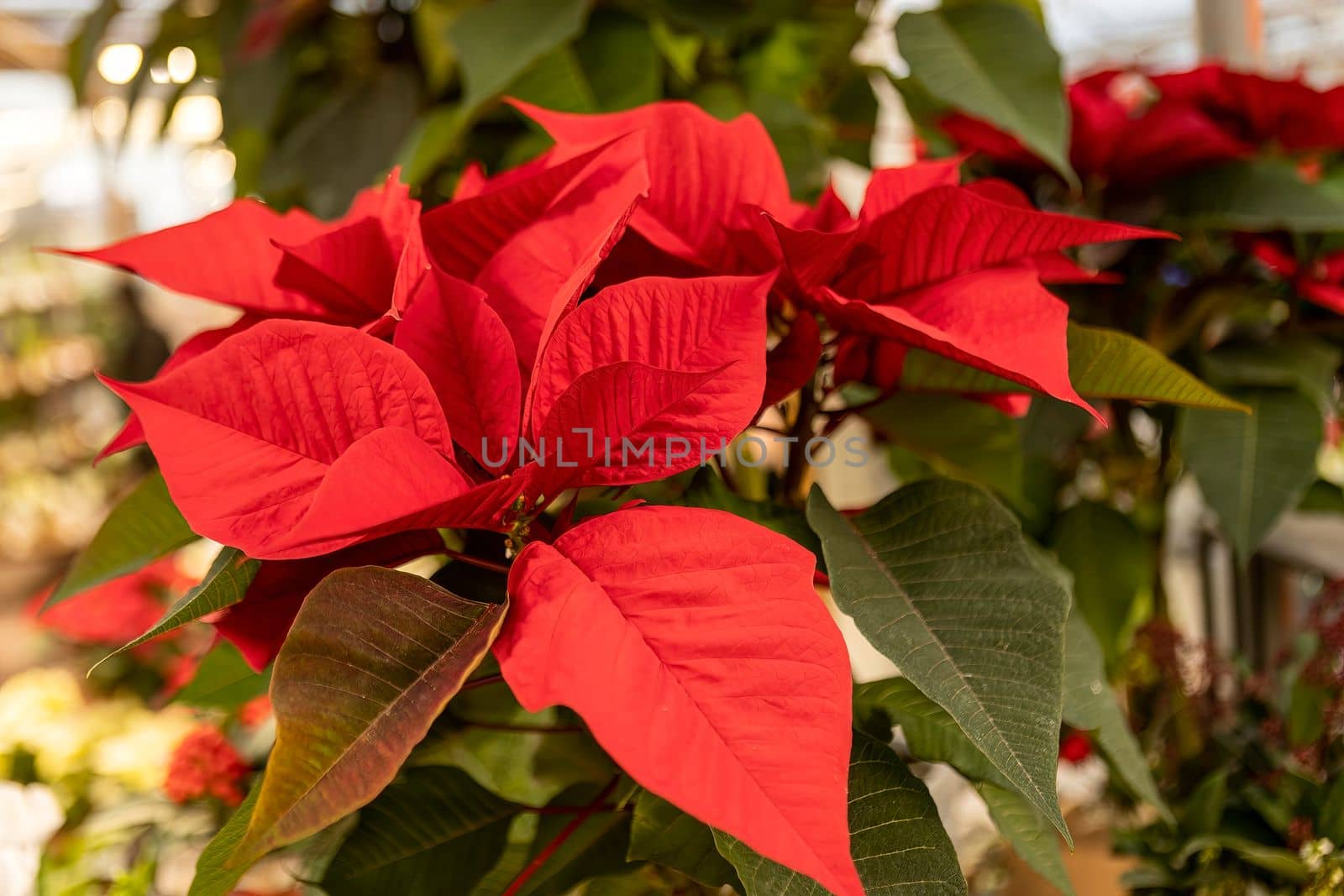 Poinsettia plant detail in a shop