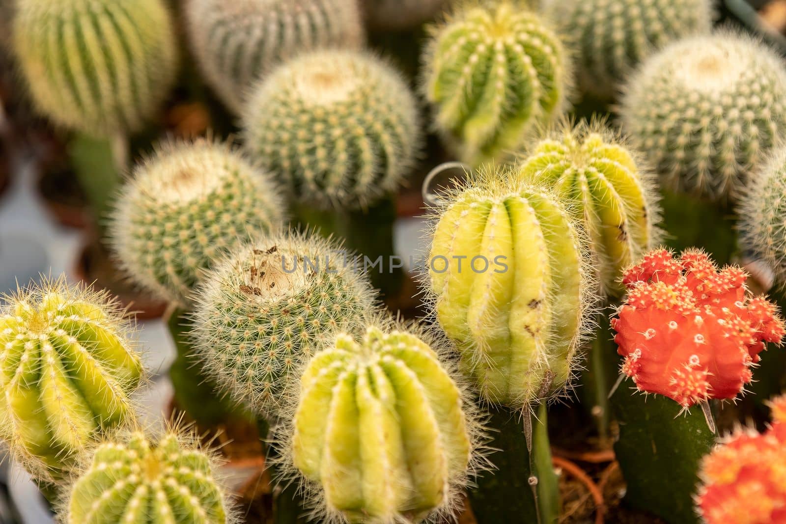 Many potted cacti in the shop detail