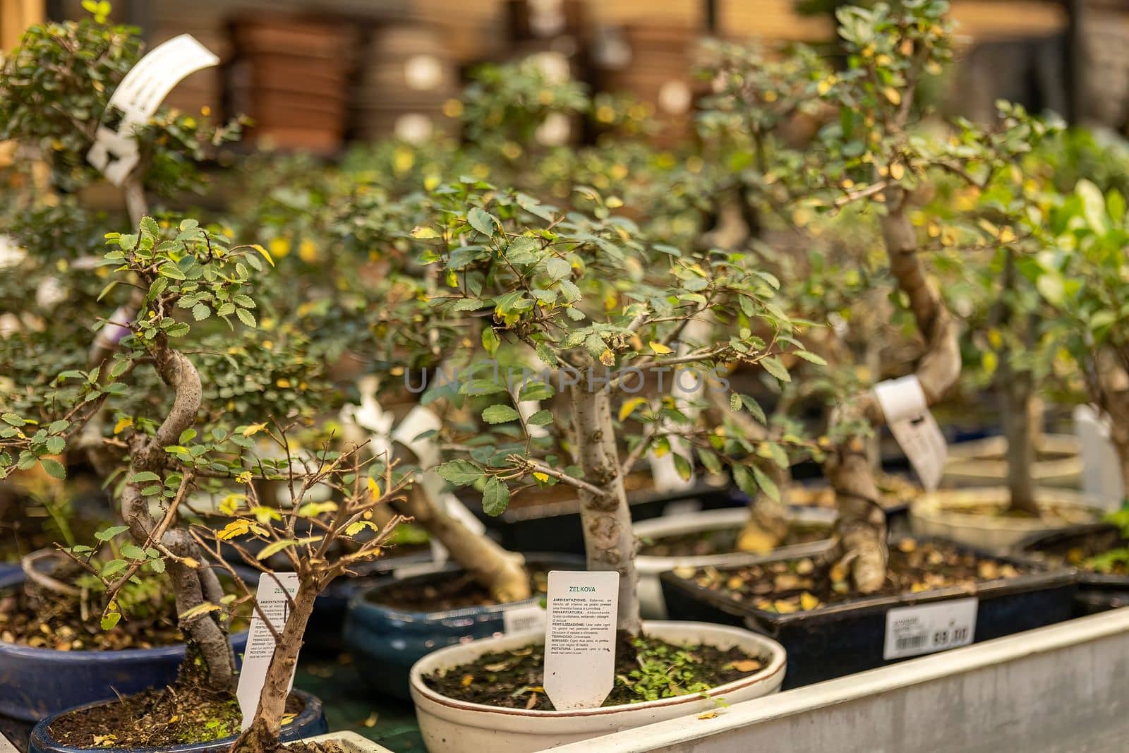 Bonsai for sell in a stall