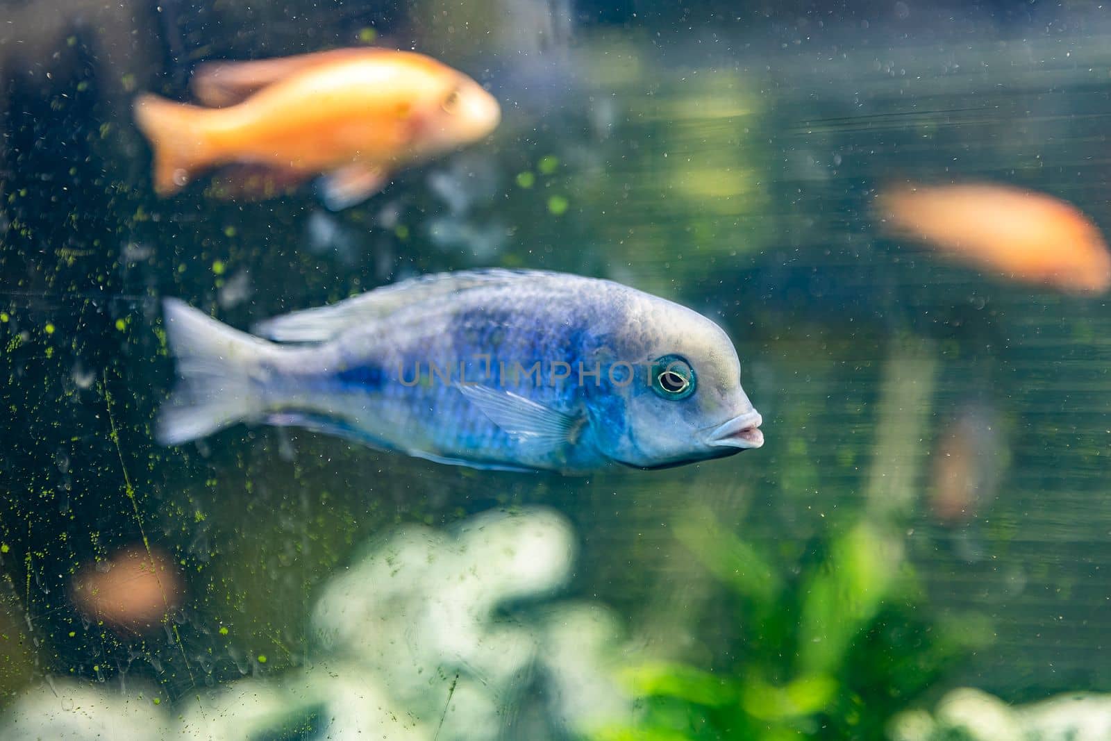 Cyrtocara moorii fish in the aquarium