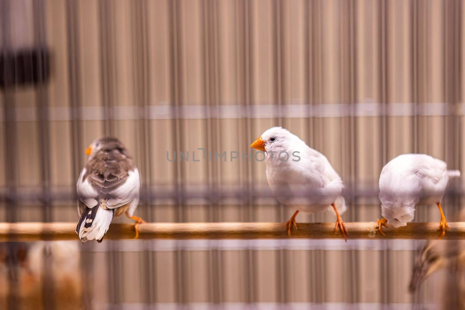 Caged birds in a pet store scene