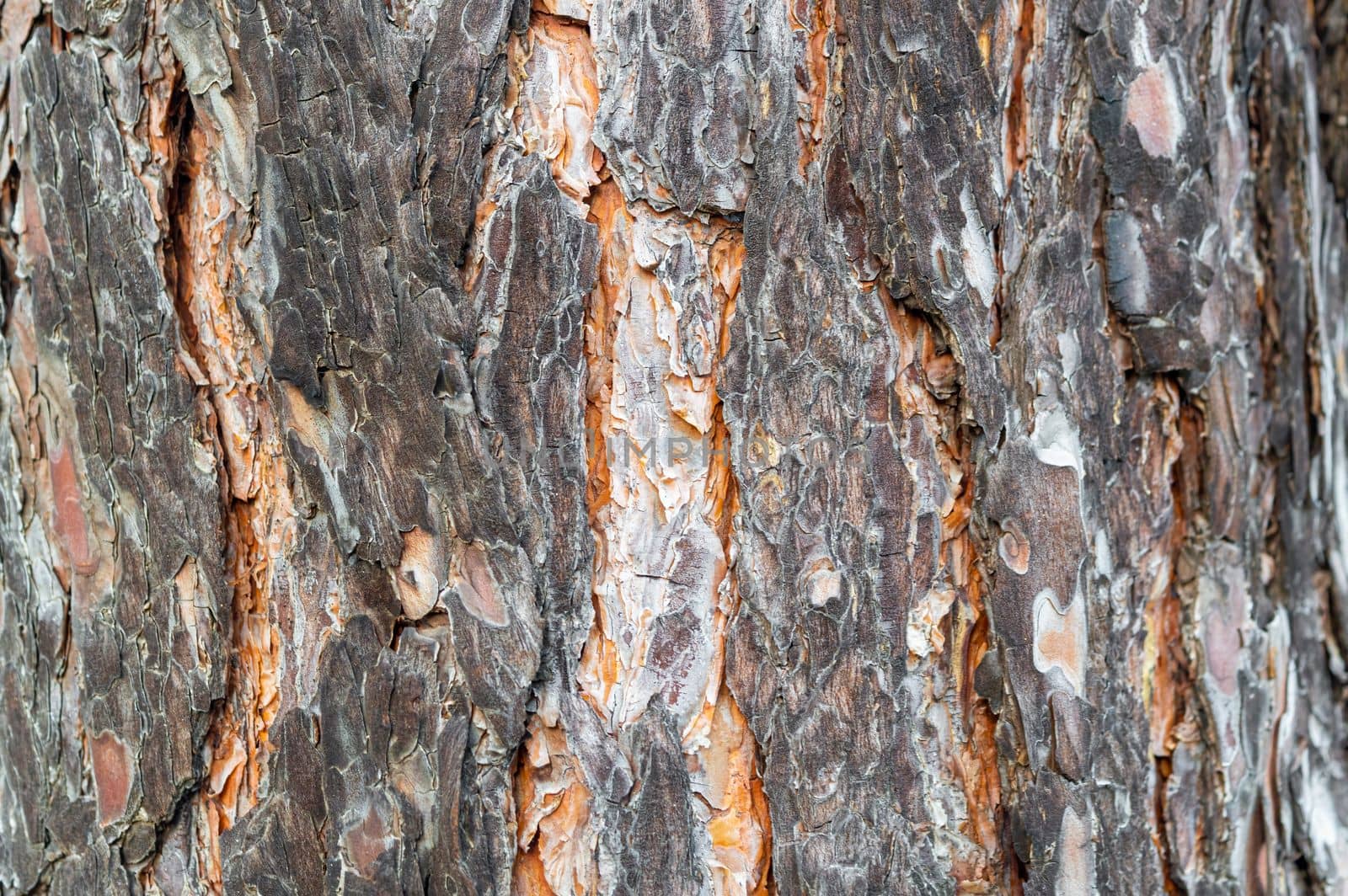 the texture of pine bark in close-up as a background by roman112007