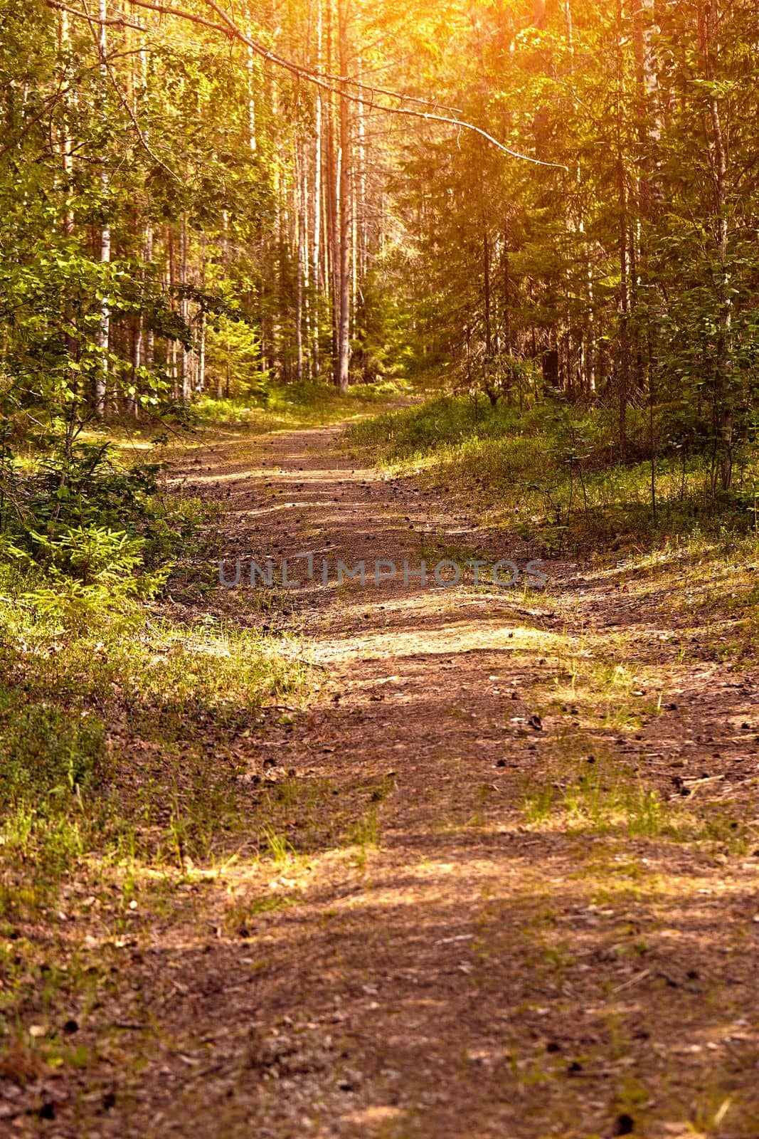 Beautiful landscape of pine forest in summer day. Nature Wallpaper. The tall trees of the pine trees growing in the old forest.