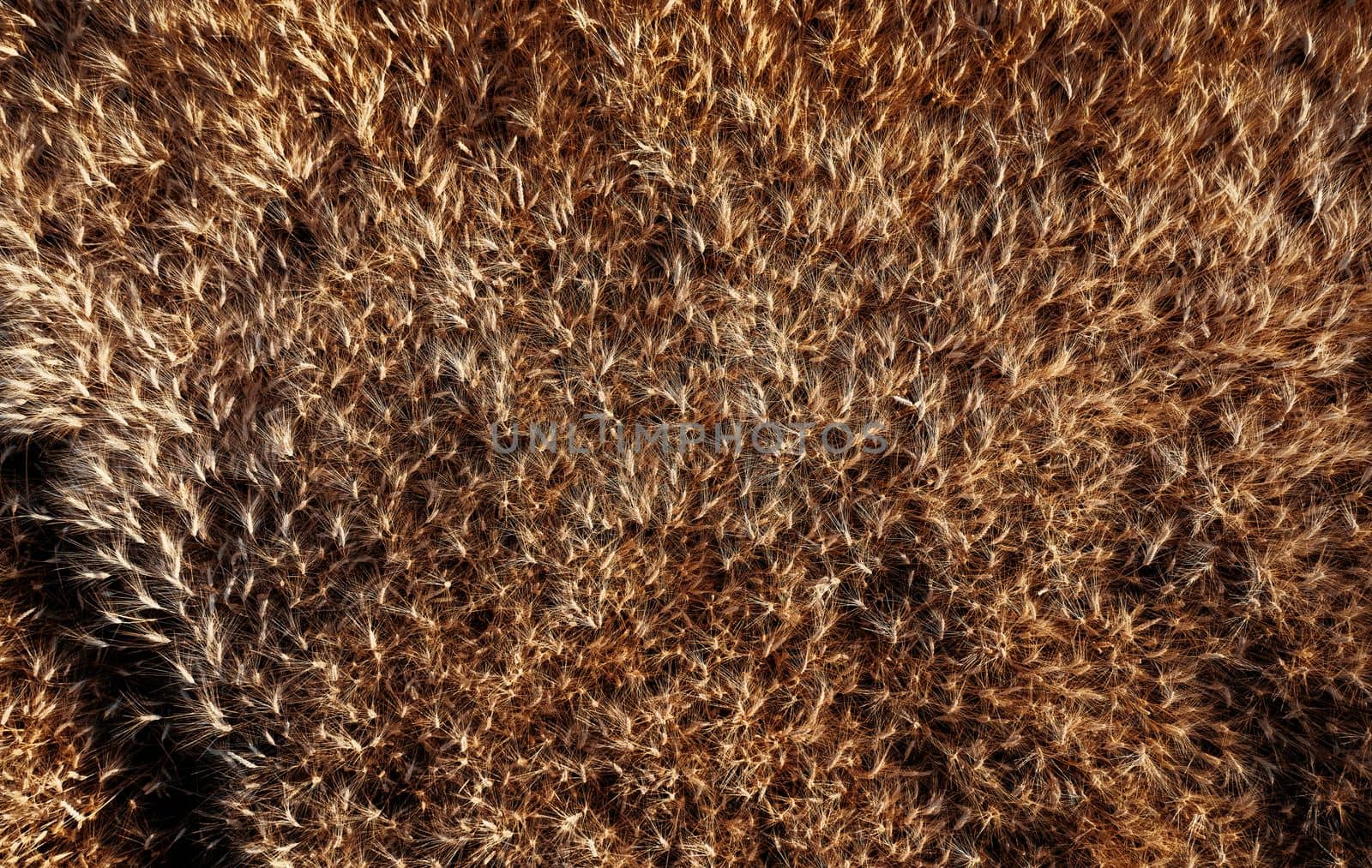 Top view of a wheatfield. Organic food. Flying over a field Directly above view of wheat field. Field before harvesting. Agriculture background. Drone flying over ripened wheat field.