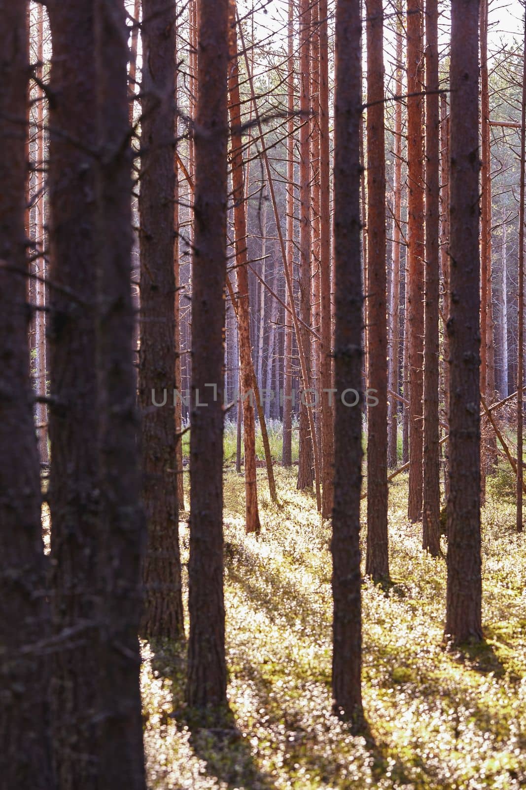 Beautiful landscape of pine forest in summer day. The tall trees of the pine trees growing in the old forest. by nazarovsergey