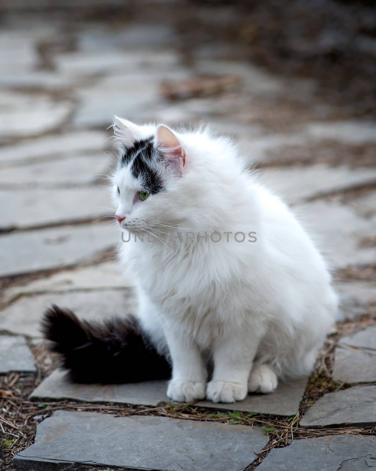 White female stray cat with black tail, cat posing for a photo