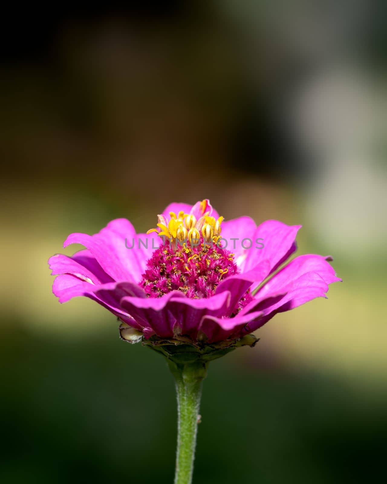Vibrant pink coloured spring flower, close-up detailed image of a flower