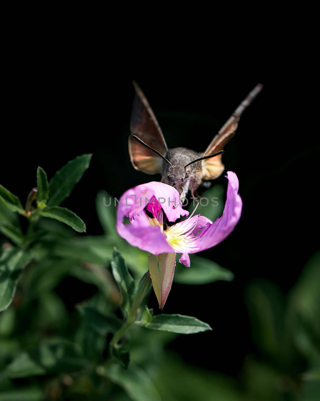 Flying Hummingbird or hawk-moth photo, close-up photo of hummingbird hawk-moth
