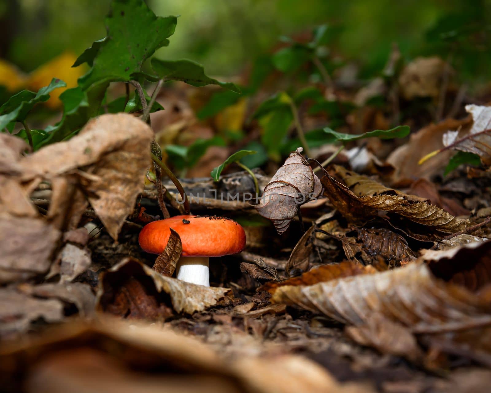 Red russulaceae autumn mushroom by Millenn
