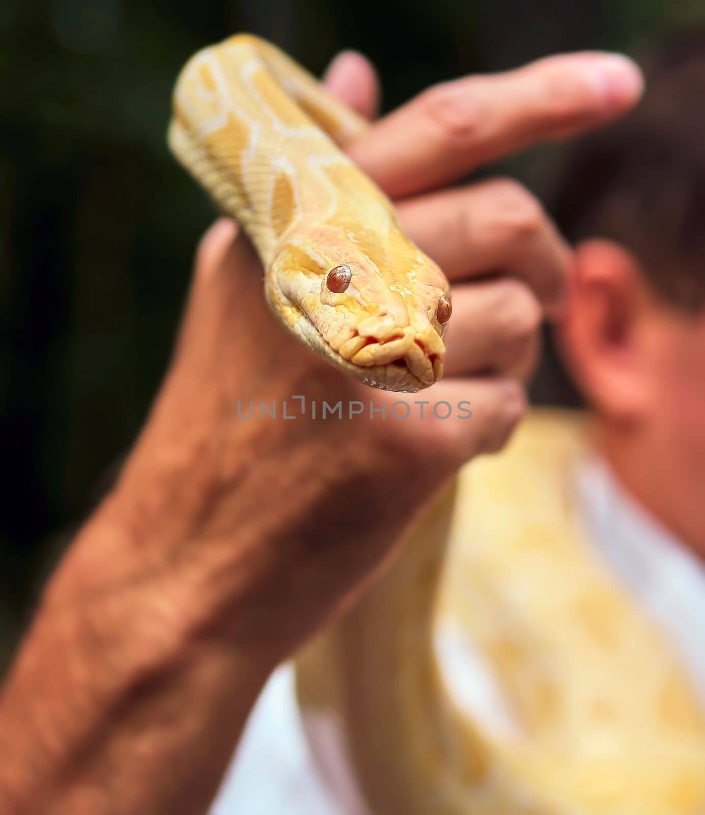 Yellow tropical boa close-up in the hands of a tourist. Albino golden snake.