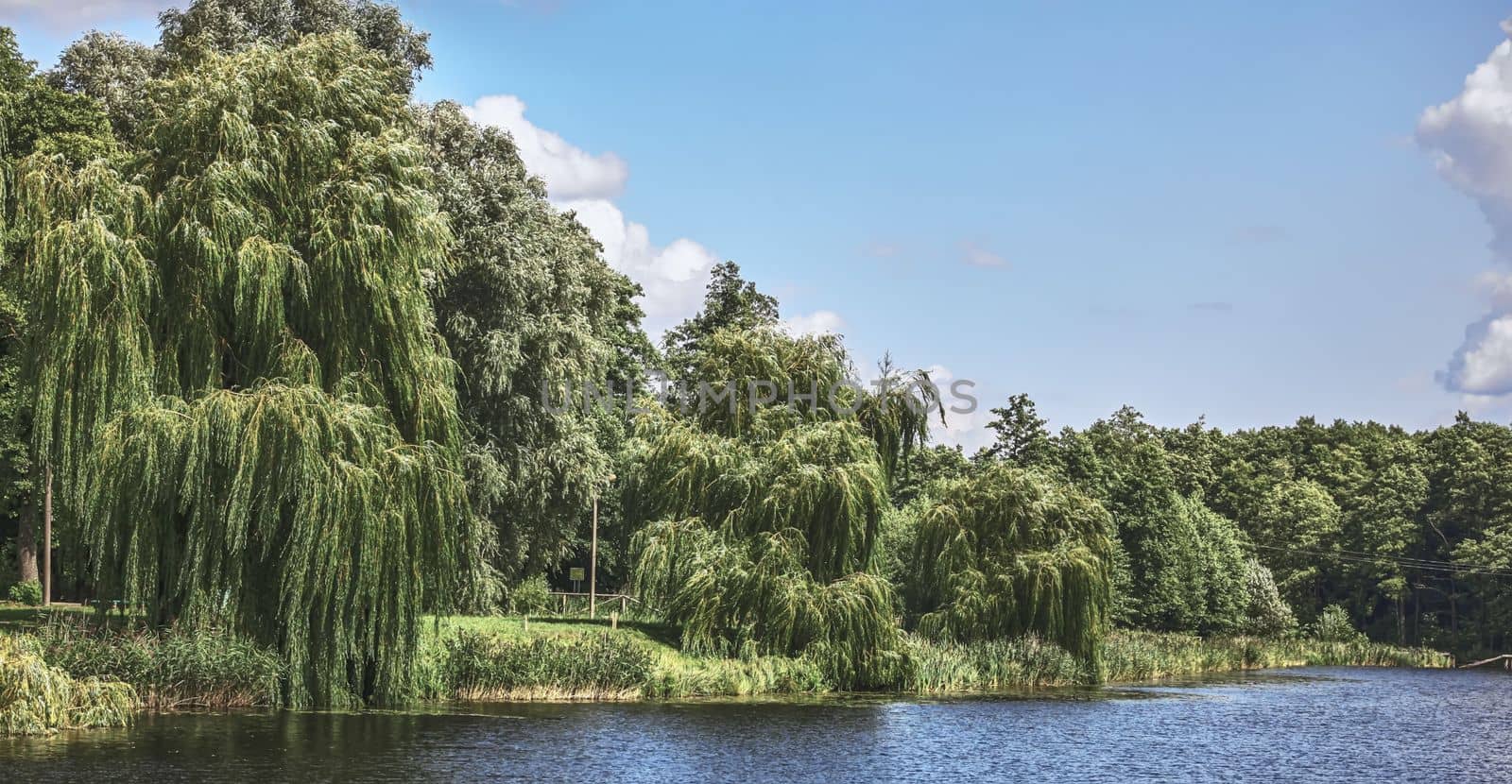 Great view of the lake. Willows on the green shore on a summer day.