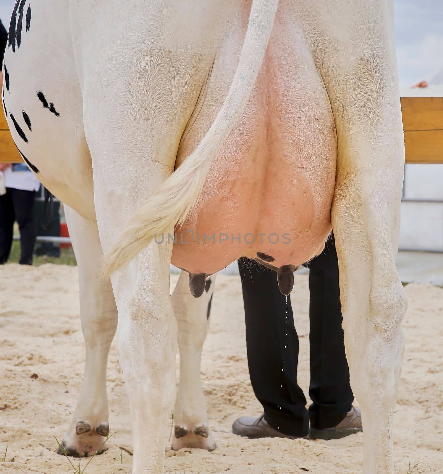 The udder of cows on the farm in the stall. The udder of dairy breeds of cows in the study.