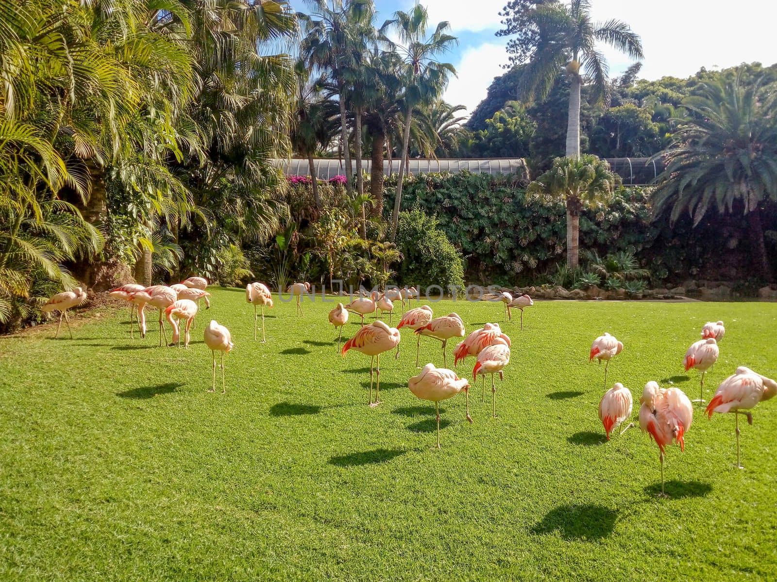 Group of flamingos are walking on grass. Birds at zoo. Beautiful pink birds in nature