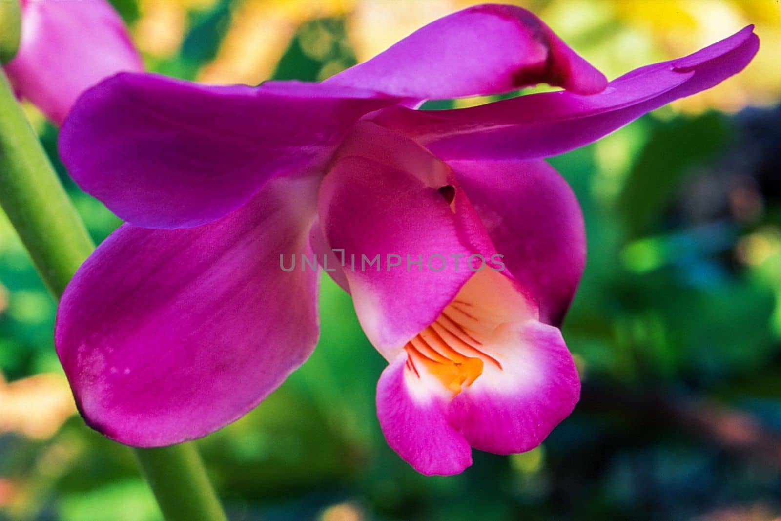 Roempler Eulophiella Orchid (Eulophiella roempleriana), Ile Aux Nattes, Madagascar, Africa