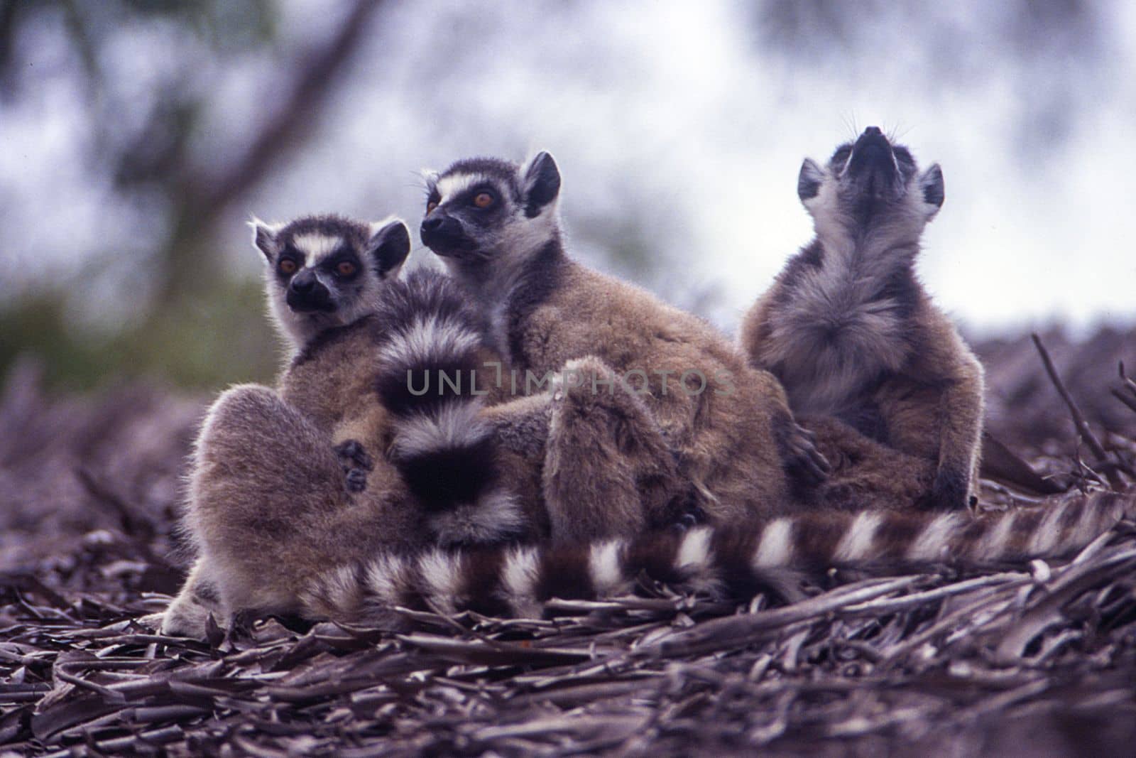Ring-Tailed Lemur (Lemur catta),  Berenty Private Reserve, Anosy, Madagascar